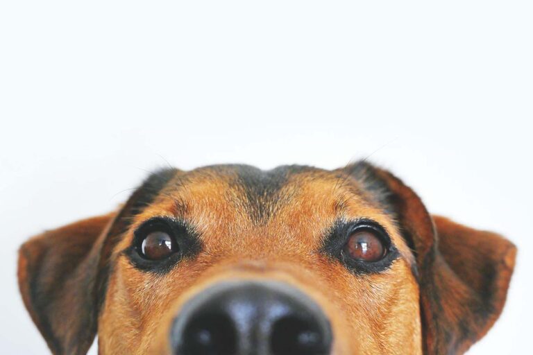 Nueva investigación revela un impacto ambiental alarmante de los perros