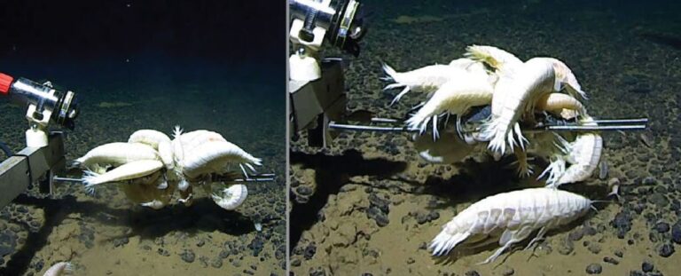 El 60% del fondo del océano podría albergar un crustáceo supergigante «raro»