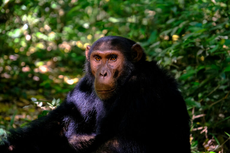 El parloteo de los chimpancés se parece mucho más al lenguaje humano de lo que pensábamos