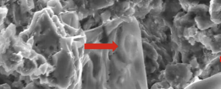 Científicos descubrieron cáncer en un dinosaurio y podría salvar vidas humanas