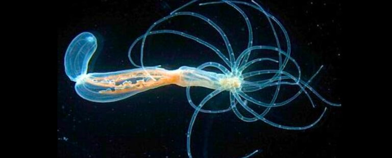 Descubren antiguas huellas del cuerpo humano en anémonas de mar