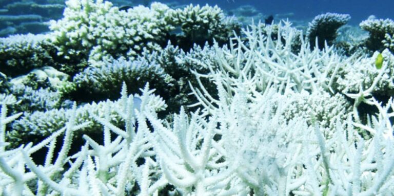 La acidez del océano ha alcanzado niveles críticos y nos amenaza a todos