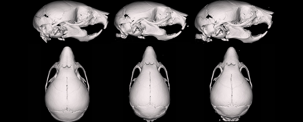 Vapear durante el embarazo altera el desarrollo del cráneo en fetos de ratón
