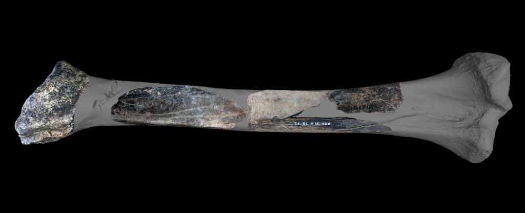 «Navaja Suiza» neandertal fue descubierta en una cueva de Bélgica