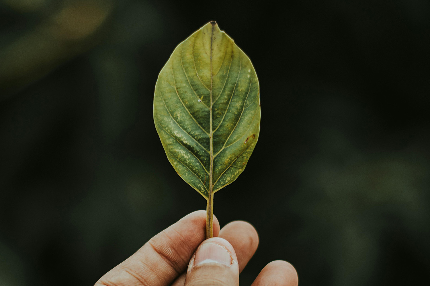 Científicos resuelven un misterio de la fotosíntesis que tiene décadas de antigüedad