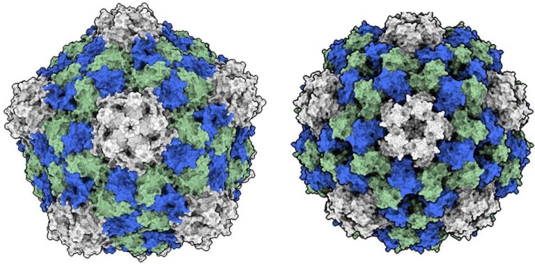 Encuentran virus que no te enferma, te fortalece.