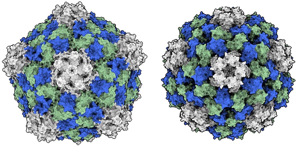 Encuentran virus que no te enferma, te fortalece.