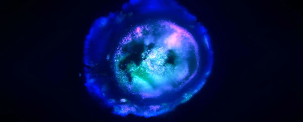 Este organismo gelatinoso se comporta como un cerebro humano en desarrollo