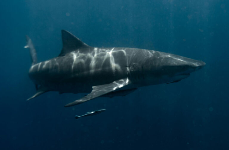 El gran tiburón blanco tiene un ADN que nadie puede explicar