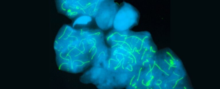 Esta criatura extraordinaria tiene 229 pares de cromosomas, todo un récord en el reino animal