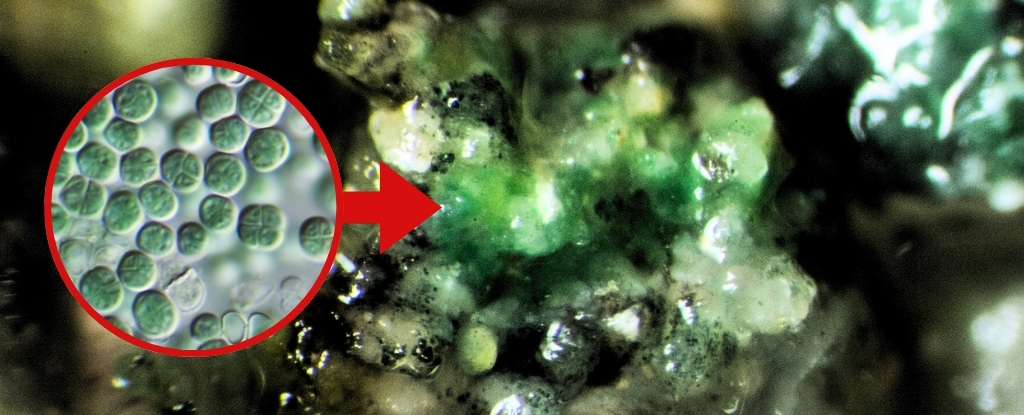 Este microbio es come polvo marciano, produce oxígeno y podría ser una gran mascota espacial