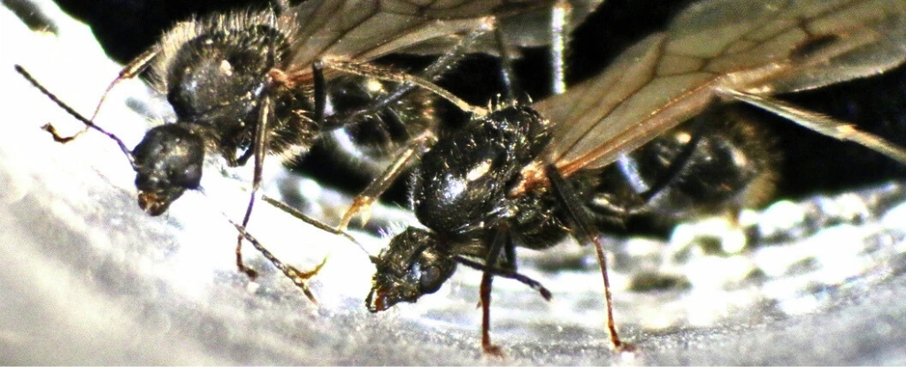 Descubren que las reinas de las hormigas producen crías de dos especies diferentes