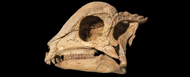 Descubren fósil que reescribe la historia de los dinosaurios con casco óseo