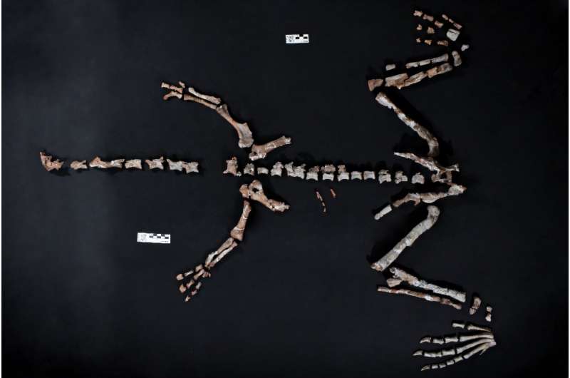 Fósil casi completo hallado en Argentina es uno de los dinosaurios más antiguos del mundo