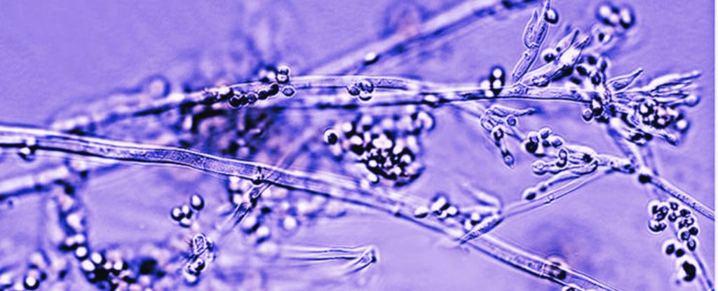 Vendajes hechos de hongos vivos podrían ser el futuro de la cicatrización de heridas