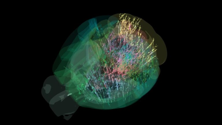 Científicos observaron la toma de decisiones en el cerebro por primera vez