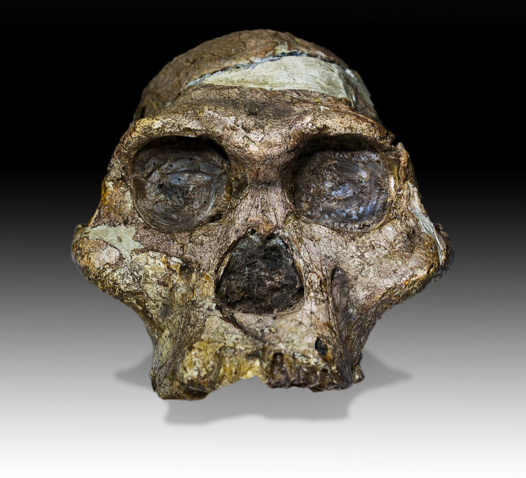 No estábamos solos: los primeros humanos convivieron con los Australopithecus