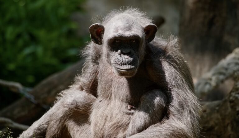 Estudio revela que los chimpancés en estado salvaje consumen una cantidad sorprendente de alcohol