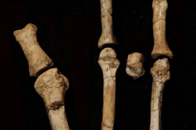El pie que podría reescribir nuestra historia: encuentran nueva especie humana junto a Lucy