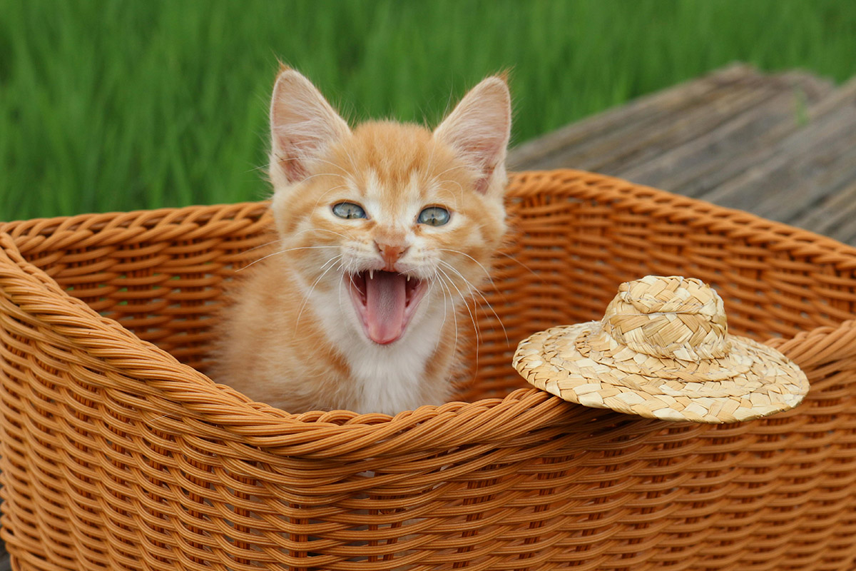 Los gatos maúllan más del doble a los hombres, y solo podemos adivinar por qué