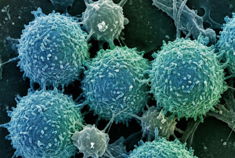 Científicos podrían haber encontrado un modelo para revivir células viejas