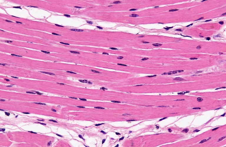 Científicos podrían haber encontrado un modelo para revivir células viejas