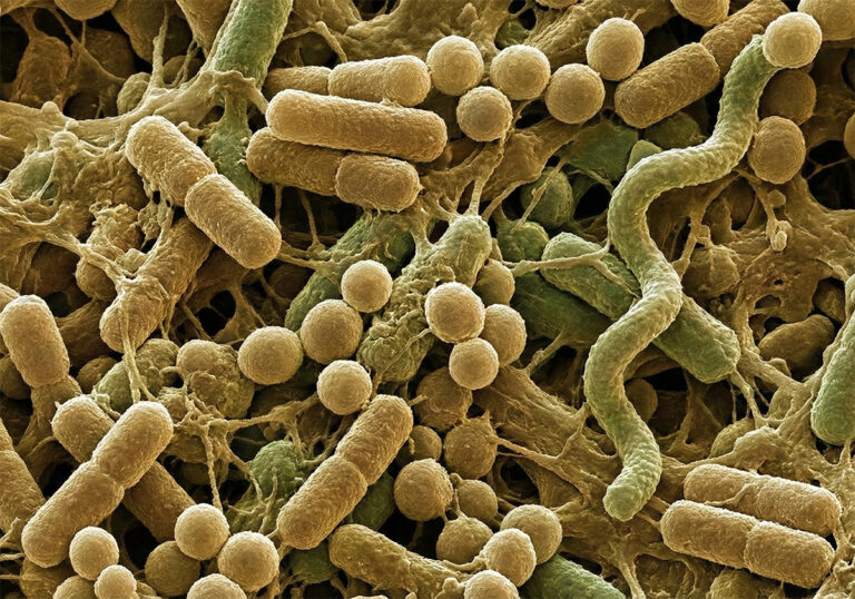 Las bacterias intestinales podrían ser el secreto para un mejor tratamiento contra el cáncer