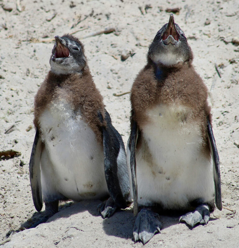 El calentamiento global está desordenando el calendario de los pingüinos