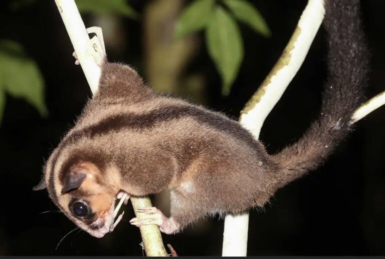 Hallan vivos dos marsupiales que se creían extintos desde hacía 6 000 años