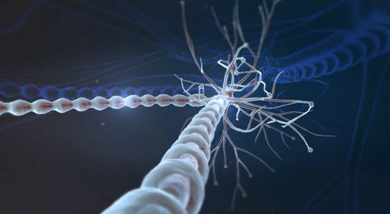 Descubren el freno molecular que impide la reparación de las neuronas dañadas