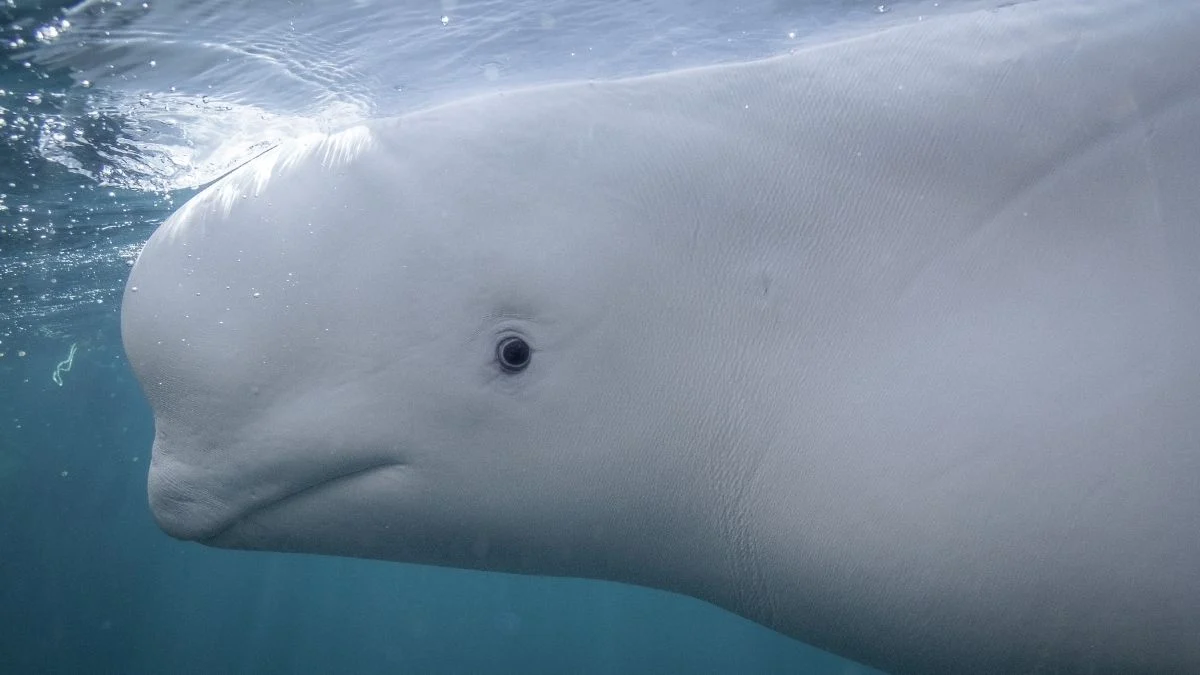 Una ballena beluga mostró un signo de inteligencia que antes se creía exclusivo de los humanos