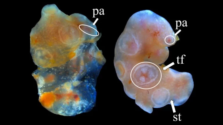 Científicos descubren un pepino de mar cuyos tejidos no quieren morir