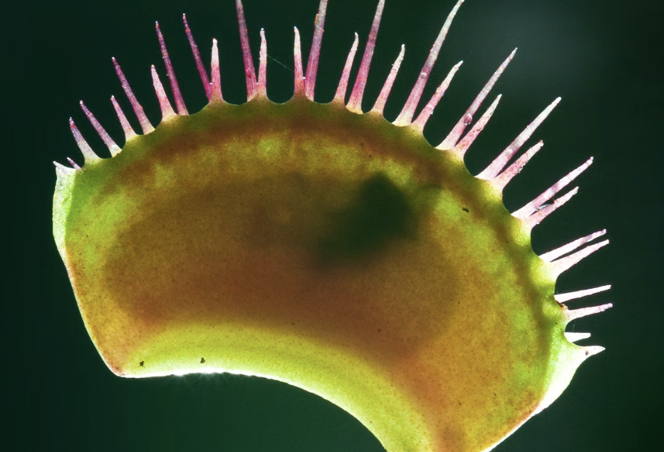 Científicos finalmente descubren cómo las plantas carnívoras Venus atrapamoscas se cierran tan rápido