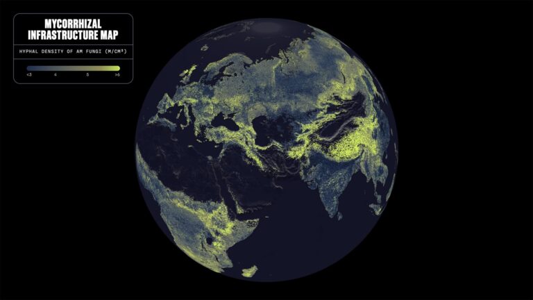 Crean el primer mapa global de la red de hongos que sostiene la vida en la Tierra