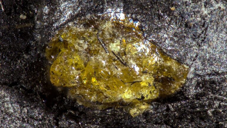 Encuentran el ámbar más antiguo del mundo: es 150 millones de años anterior a los dinosaurios