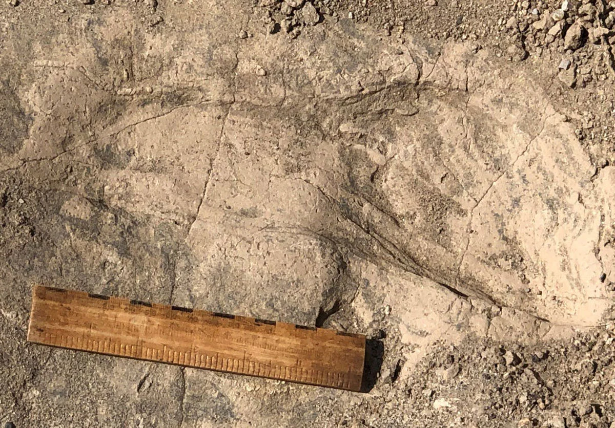 Huellas de hace más de un millón de años revelan un pariente humano muy grande