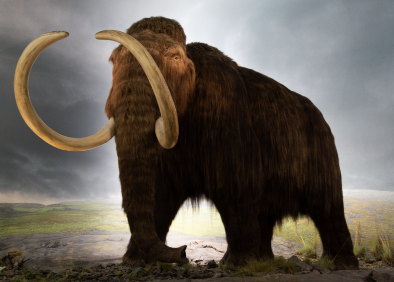 Los humanos prehistóricos cazaban principalmente mamuts hembra