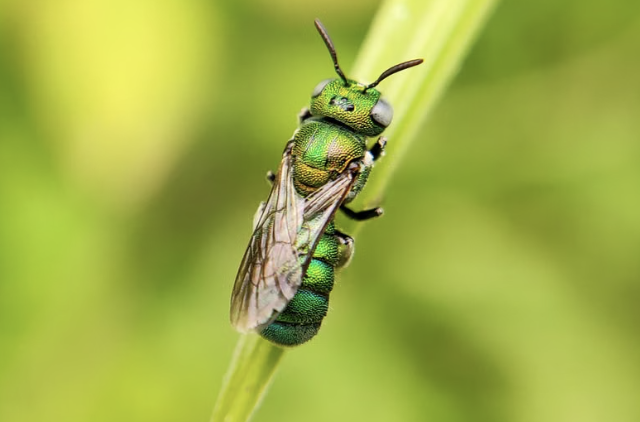 Cambiar el color de las luces podría salvar millones de insectos