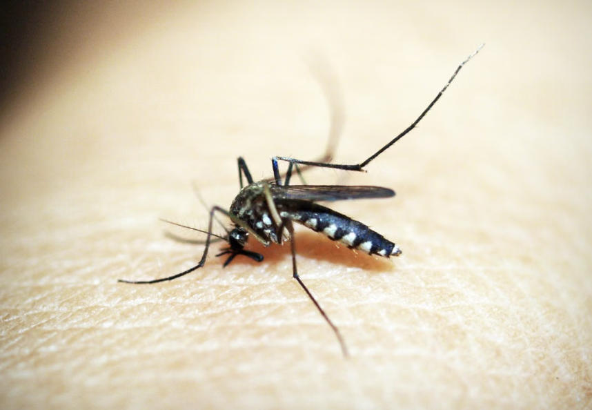 La ciencia confirma por qué los mosquitos prefieren a algunas personas