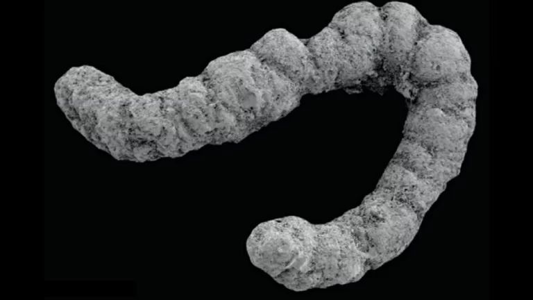 Una explosión de excrementos pudo ayudar a evolucionar la vida compleja