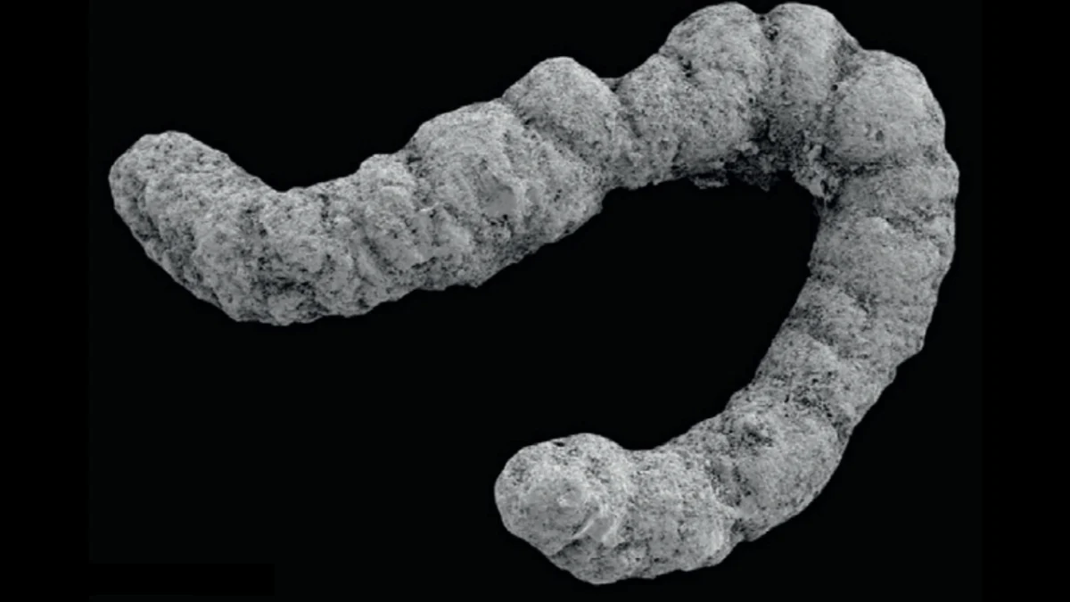 Una explosión de excrementos pudo ayudar a evolucionar la vida compleja