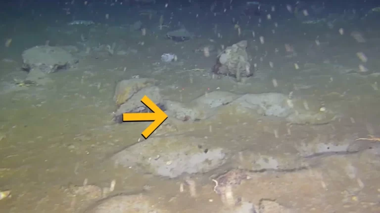 Descubren más de mil nidos de peces organizados bajo el hielo antártico