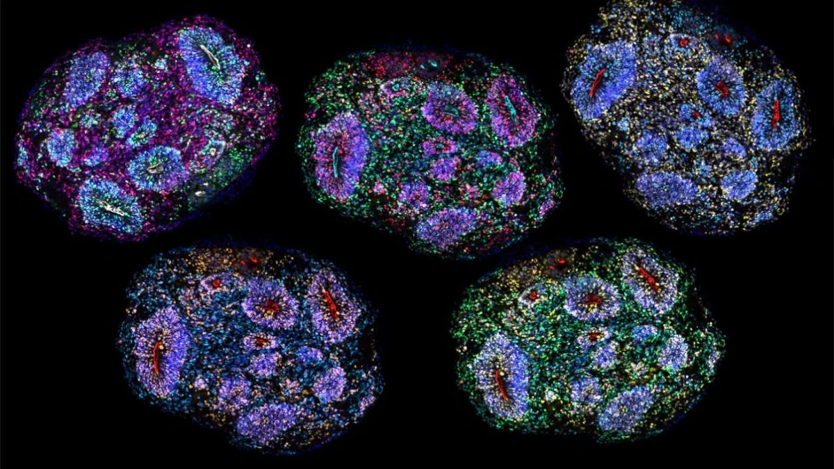 Científicos crean mini cerebros que parecen registrar el paso del tiempo