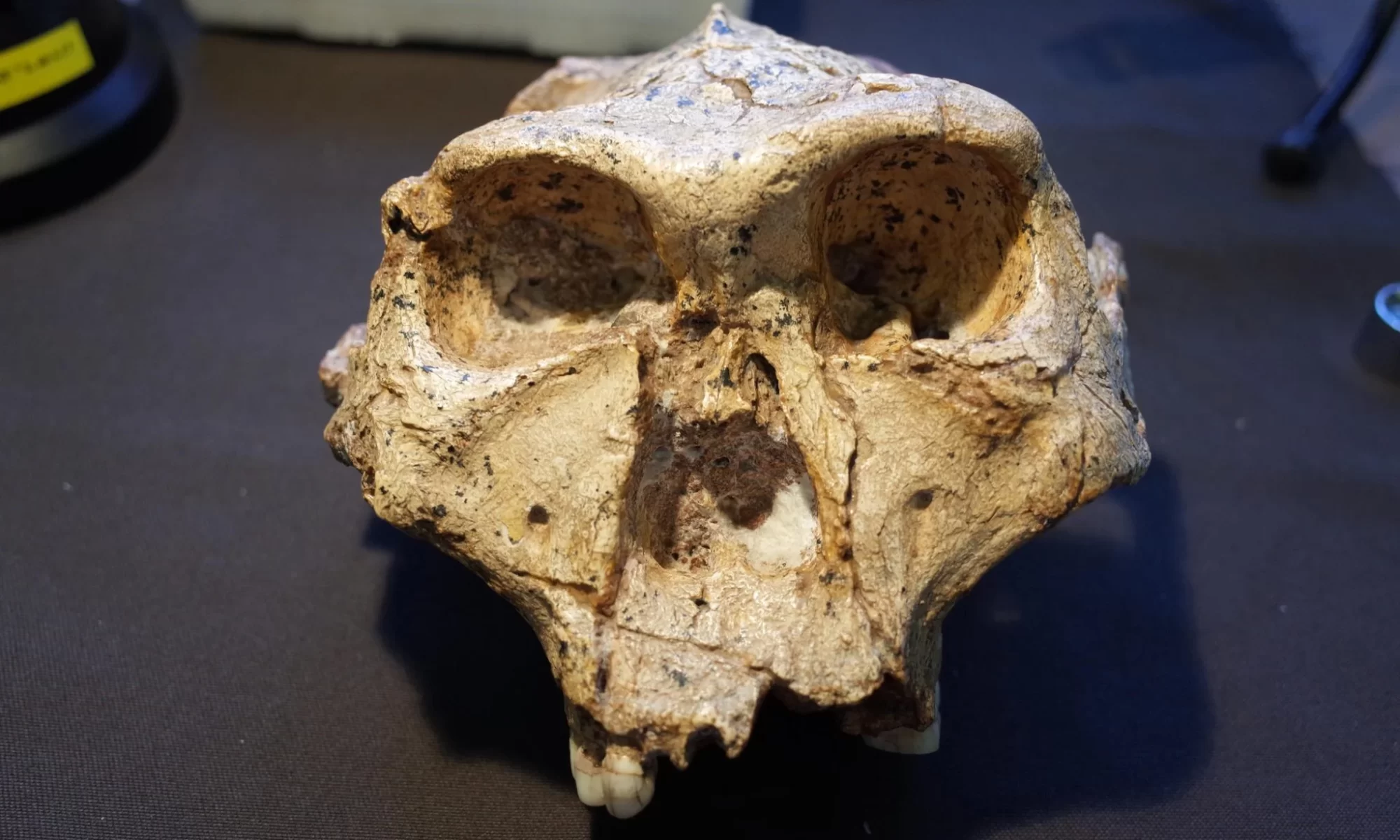 Proponen reescribir el árbol evolutivo de la humanidad