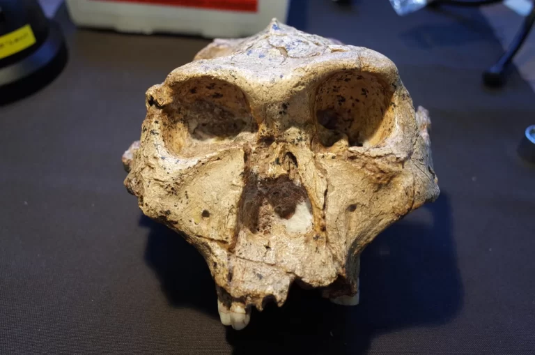 Proponen reescribir el árbol evolutivo de la humanidad