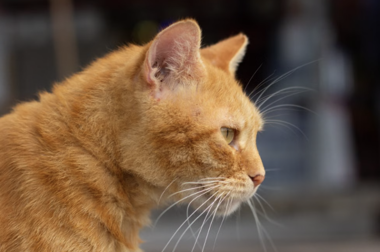 Resuelven misterio de los gatos naranjas después de 60 años
