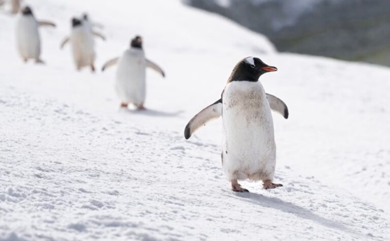 Los pingüinos están volviendo verde la Antártida y eso preocupa a los científicos