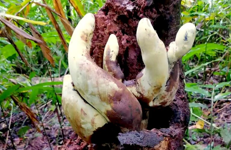 Descubren hongo gigante que apareció tras la extinción de los dinosaurios